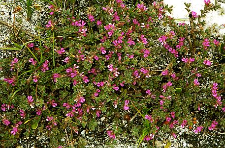 z Purple flowers[PSwart]